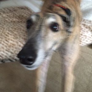 Meet your Posher, Denise